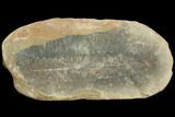 Fossil Fern (Pecopteris) Pos/Neg - Mazon Creek #121189-2